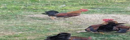 Chickens poultry for sale: Bantam Cockerels Free to Good Homes - Advert 5
