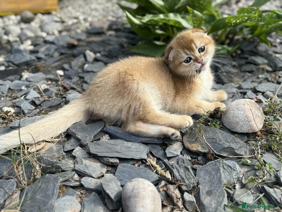 Scottish Fold cats for sale: 1male  1 female READY TO COLLECT - Image 10