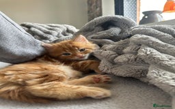 Mixed Breed cats for sale: Beautiful ginger kittens  - Image 4