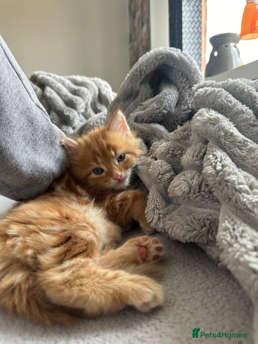 Mixed Breed cats for sale: Beautiful ginger kittens  - Image 4