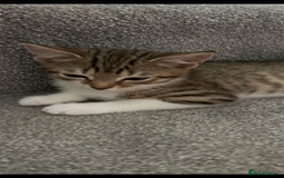 Mixed Breed cats for sale: REDUCED & READY NOW BSH x Tabby kittens  - Image 30