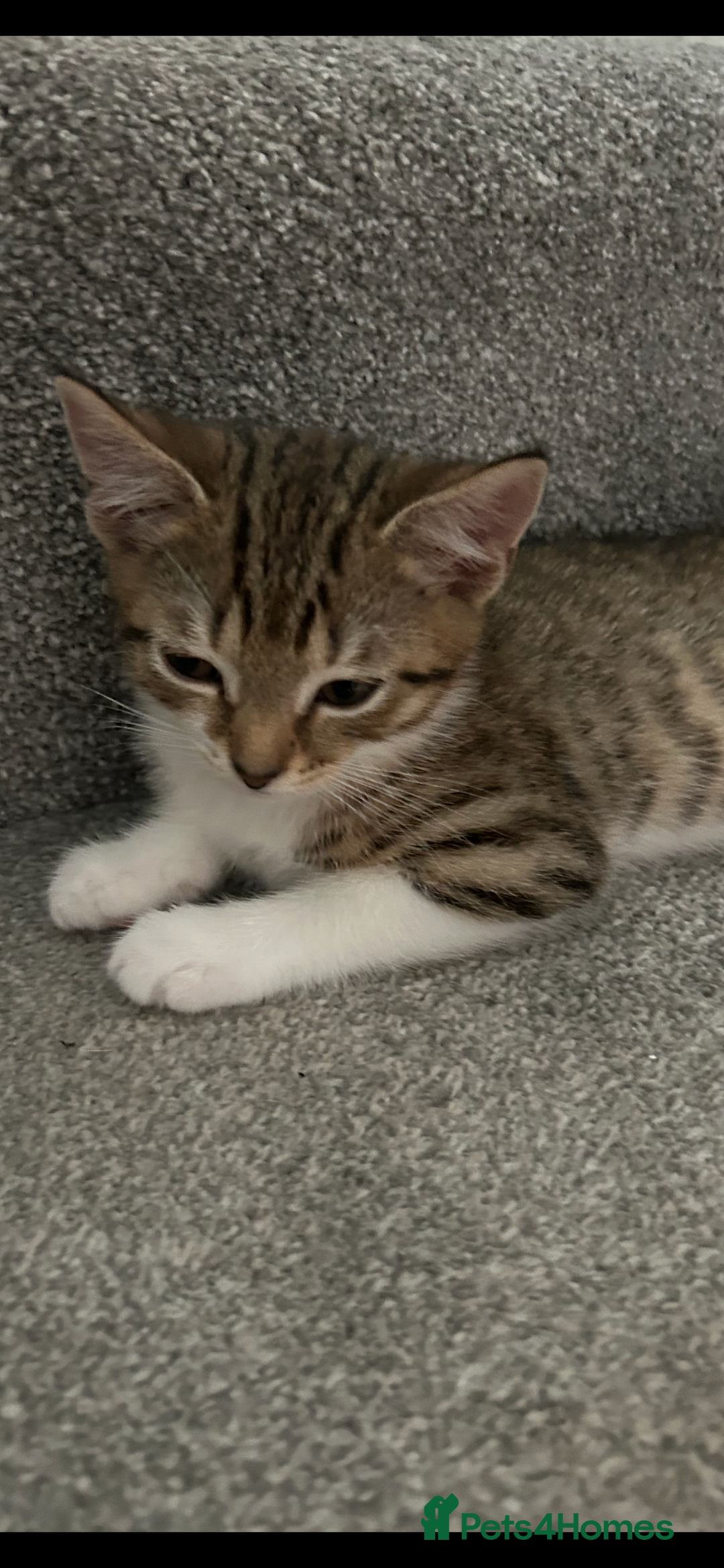Mixed Breed cats for sale: REDUCED & READY NOW BSH x Tabby kittens  - Image 30