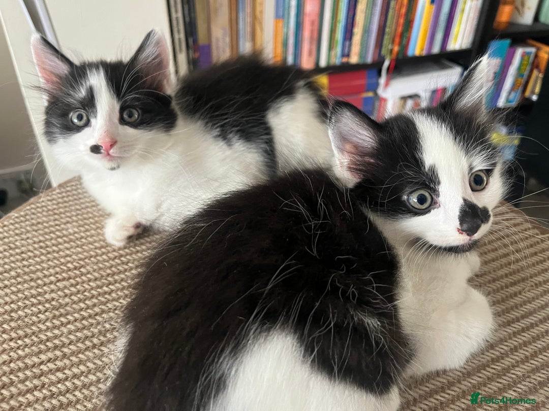 Mixed Breed cats for sale: Kittens for sale  - Image 2