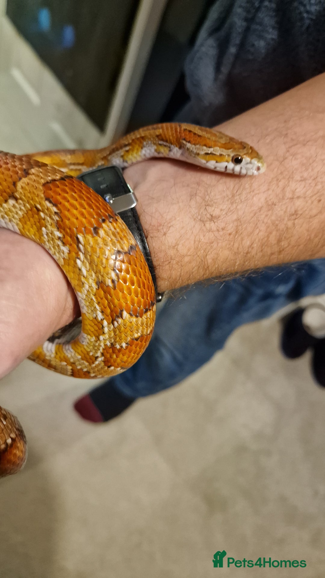 Corn Snake reptiles for sale: 6 yr old corn snake & 4ft Vivarium & accessories  - Advert 7