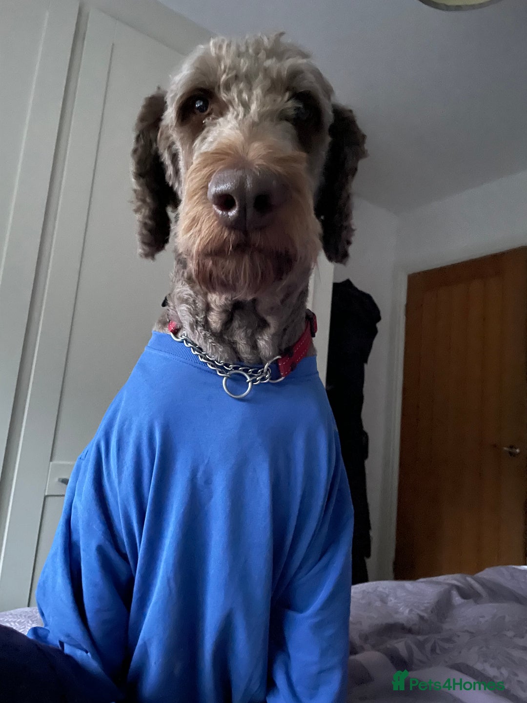 Goldendoodle dogs for stud: Our gorgeous boy Benji  in Northwich - Image 6