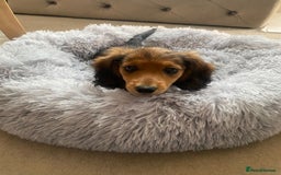 Miniature Dachshund dogs for sale: Long haired dachshund  - Image 7