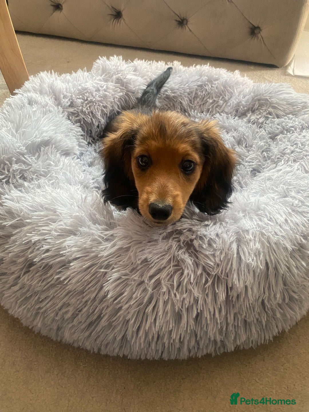 Miniature Dachshund dogs for sale: Long haired dachshund  - Image 7