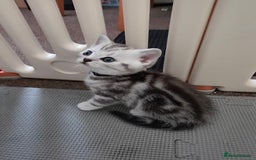 British Shorthair cats for sale: BSH Silver Tabby  - Image 23