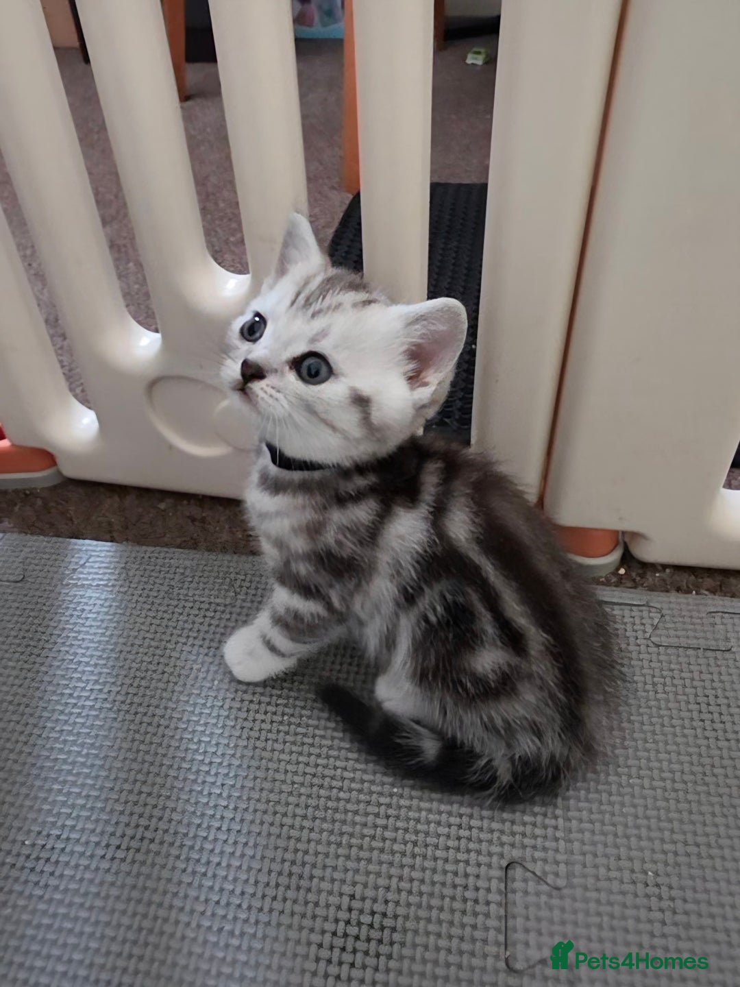 British Shorthair cats for sale: BSH Silver Tabby  - Image 23
