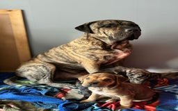 Presa Canario dogs for sale: Big softy Persa Canario for sale - Image 1