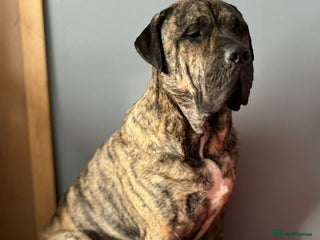 Presa Canario dogs for sale - Advert 1