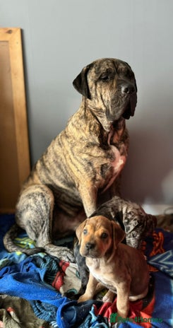 Presa Canario dogs - Advert 1