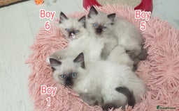 Ragdoll cats for sale: Ragdoll kittens, wonderful 3 Boys  - Image 10