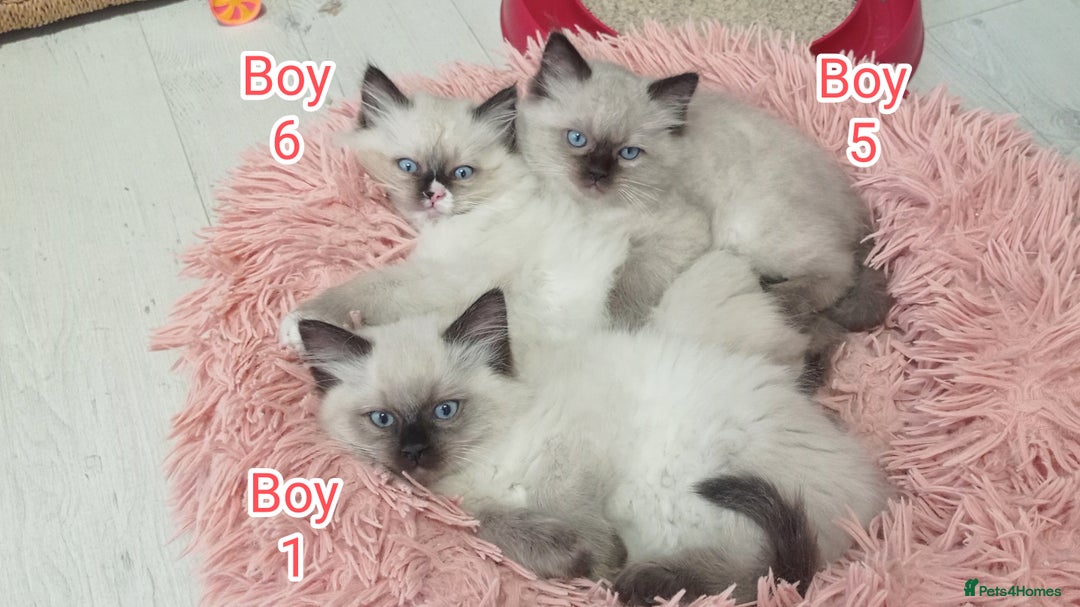 Ragdoll cats for sale: Ragdoll kittens, wonderful 3 Boys  - Image 10