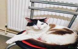 Mixed Breed cats for sale: Ragdoll mix - Advert 7