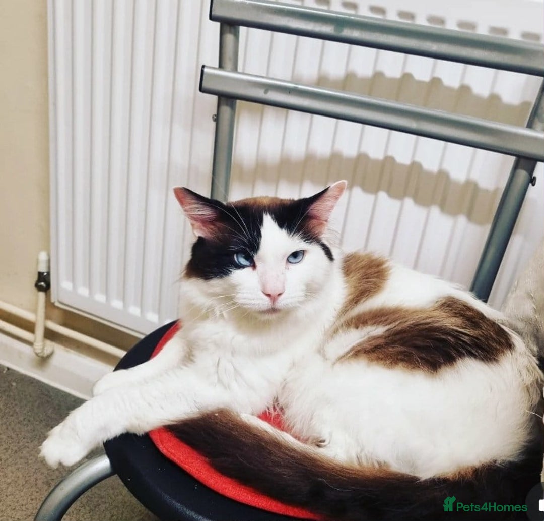 Mixed Breed cats for sale: Ragdoll mix - Advert 7