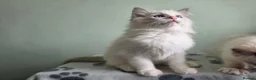 Ragdoll cats for sale: GCCF-registered Ragdoll kittens - Advert 23