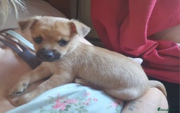Chihuahua dogs for sale: Beautiful little boy  - Image 4
