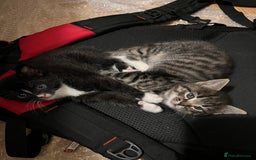 Domestic Shorthair cats for sale: Ekaterine  - Image 1
