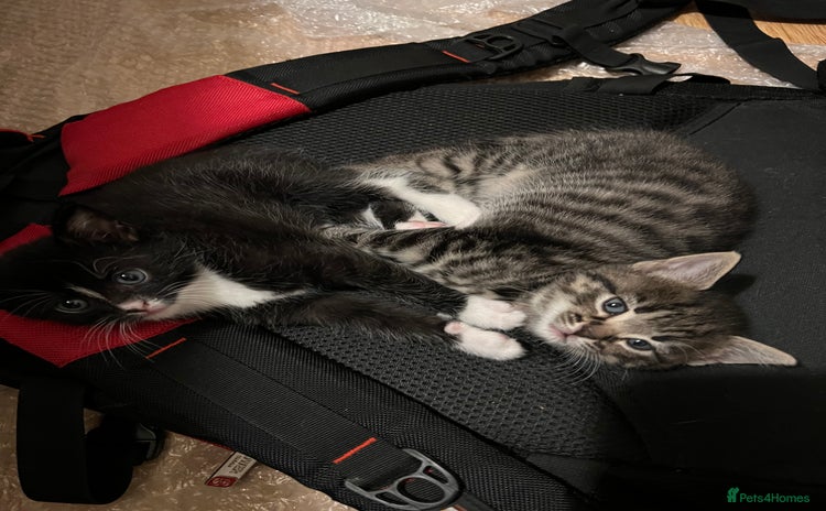 Domestic Shorthair cats - Advert 9