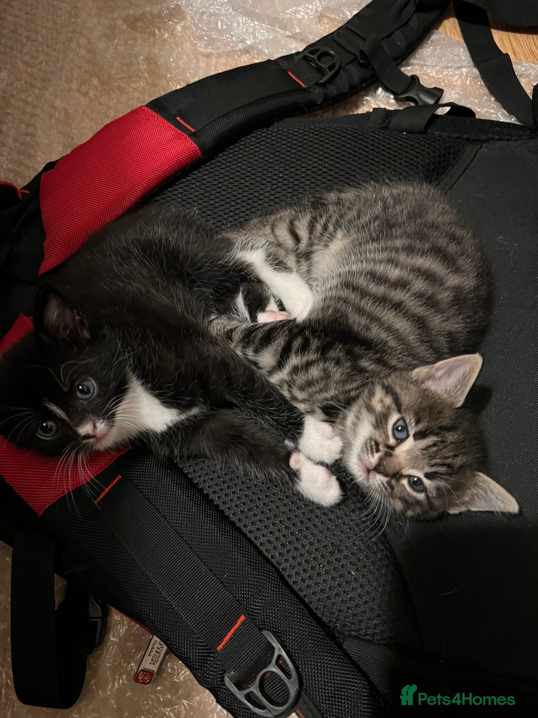 Domestic Shorthair cats for sale: Ekaterine  - Image 1
