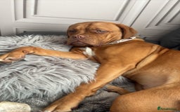 Dogue De Bordeaux dogs for sale: 8 month old Dogue de Bordauex  - Advert 1