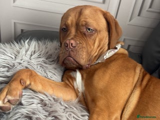 Dogue De Bordeaux dogs 8 month old Dogue de Bordauex - Advert 16