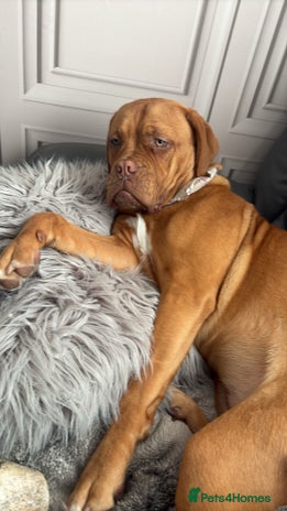 Dogue De Bordeaux dogs 8 month old Dogue de Bordauex - Advert 1