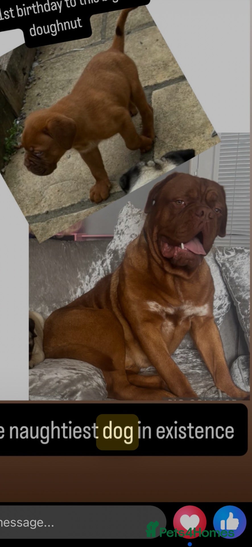 Dogue De Bordeaux dogs 2 year old male dogue de bordoux  - Advert 3