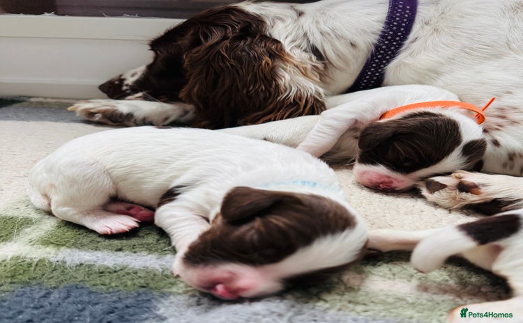 English Springer Spaniel dogs - Advert 1