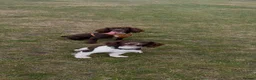 Cockapoo dogs for sale: Pregnancy confirmed, due 24th June - Advert 2