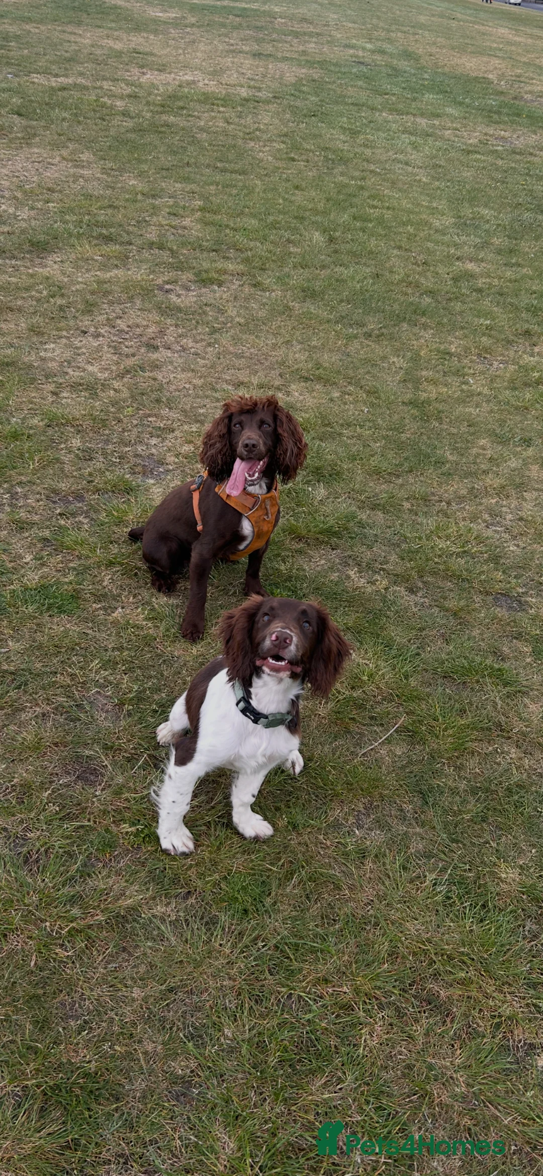 Cockapoo dogs for sale: Pregnancy confirmed, due 24th June - Advert 2