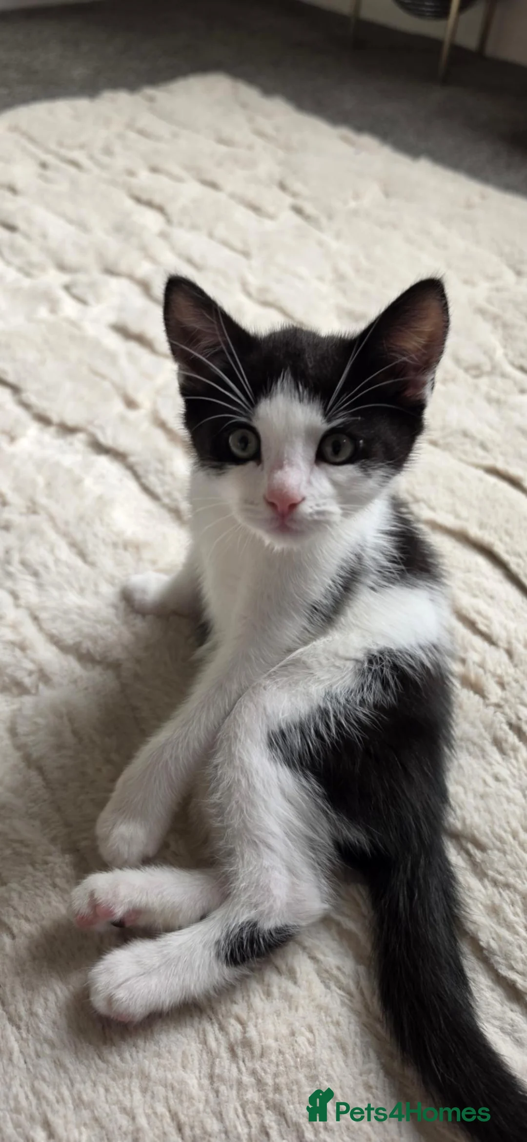 Mixed Breed cats for sale: Male tuxedo 9 weeks old  - Advert 2