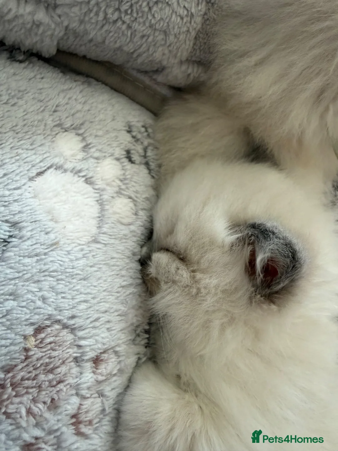 Ragdoll cats for sale: Ragdoll kittens - Advert 1