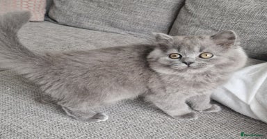 British Shorthair cats - Advert 3