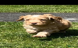 Cockapoo dogs for sale: READY NOW !! ONLY 3 COCKERPOO PUPPIES LEFT !!! in Alfreton - Image 29