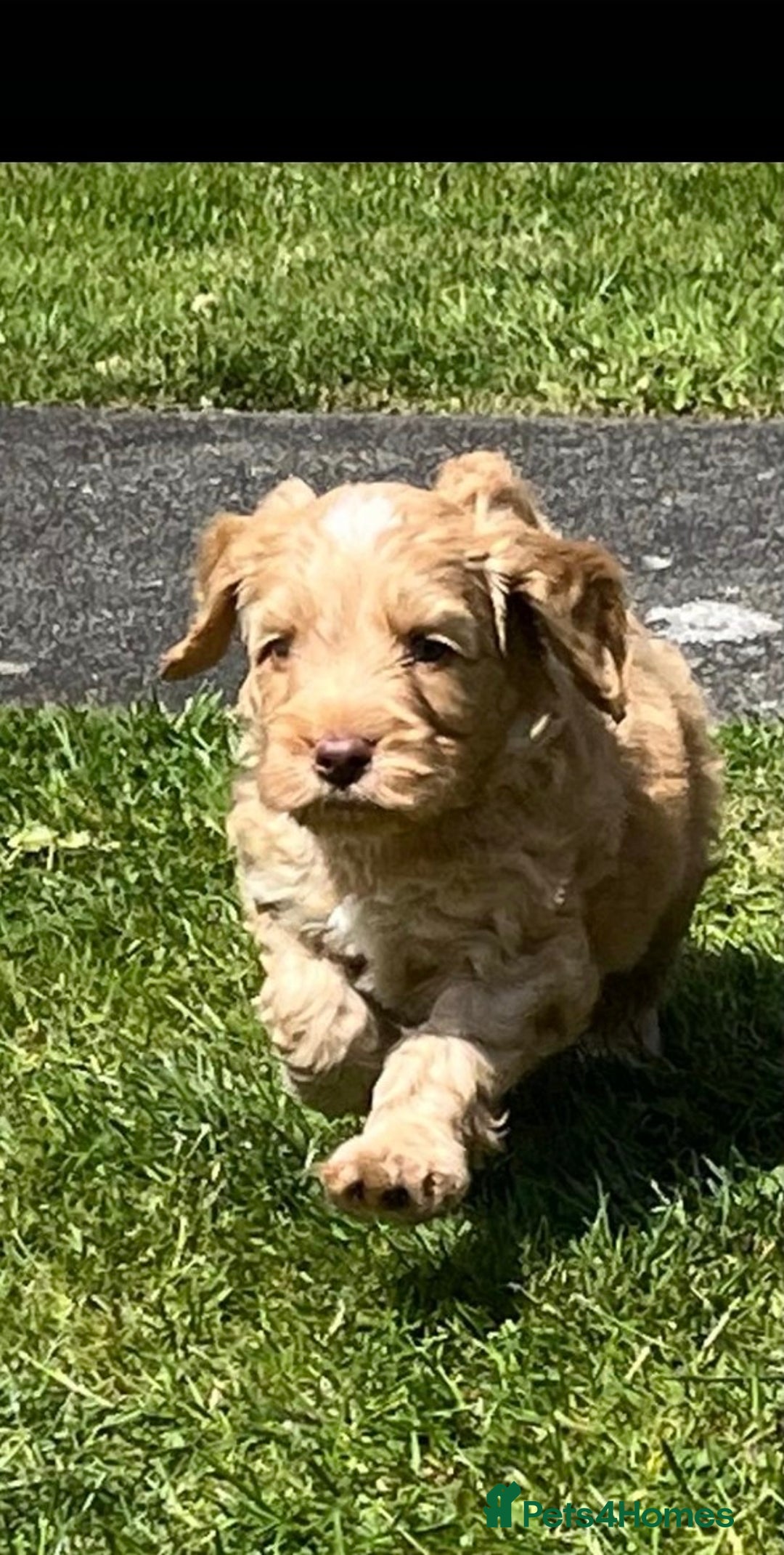 Cockapoo dogs for sale: READY NOW !! ONLY 3 COCKERPOO PUPPIES LEFT !!! in Alfreton - Image 29