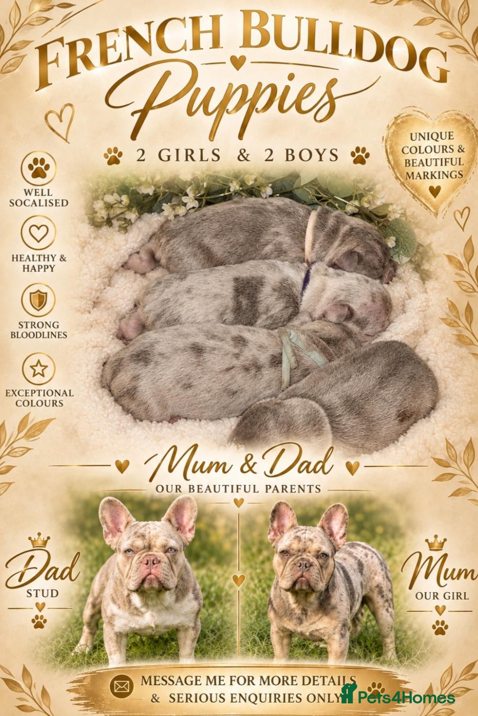 French Bulldog dogs 🐾 French Bulldogs Isabella Merle & New Shade 🐾 - Advert 3