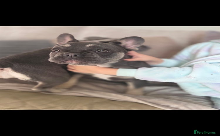 French Bulldog dogs 2 stunning blue/lilac frenchie puppies female - Advert 1