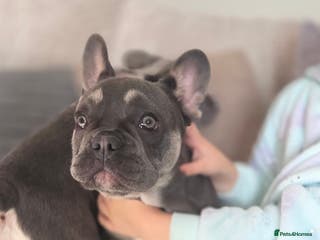 French Bulldog dogs 2 stunning blue/lilac frenchie puppies female - Advert 20