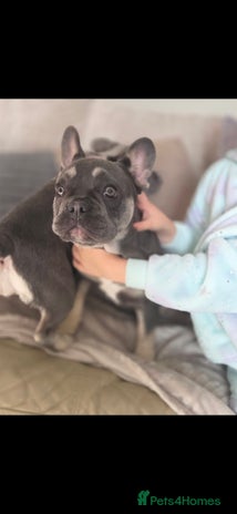 French Bulldog dogs 2 stunning blue/lilac frenchie puppies female - Advert 1