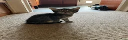 Mixed Breed cats for sale: 6 x beautiful kittens looking for their new home - Advert 4