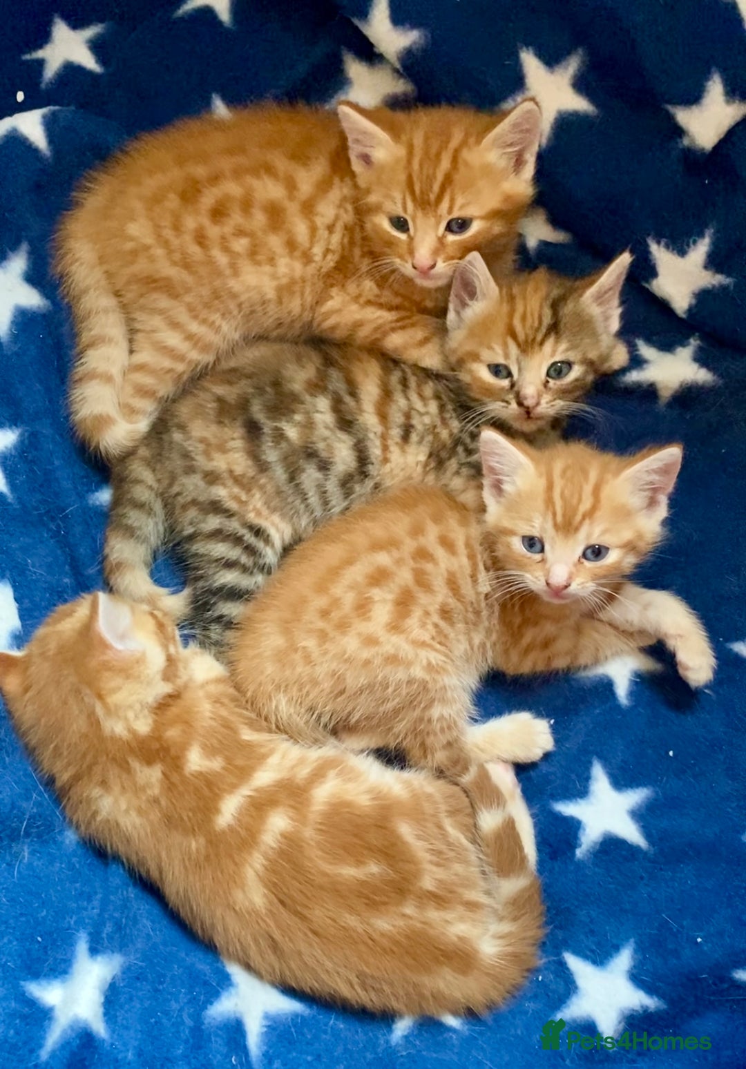 Mixed Breed cats for sale: Gorgeous Ginger And Tortoiseshell Female Kittens - Advert 12