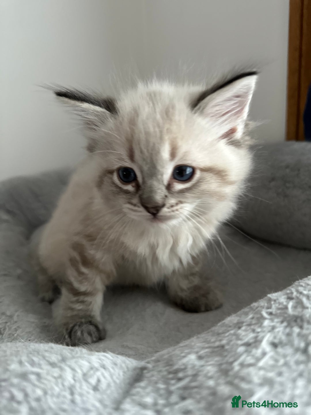 Ragdoll cats for sale: Gorgeous ragdoll kittens  - Advert 30