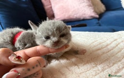 British Shorthair cats for sale: Outstanding kittens 😻 Champion line🥇🏆😻 - Image 6
