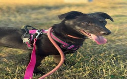 Mixed Breed dogs for adoption: Meet Raegan,  currently residing in Surrey - Image 4
