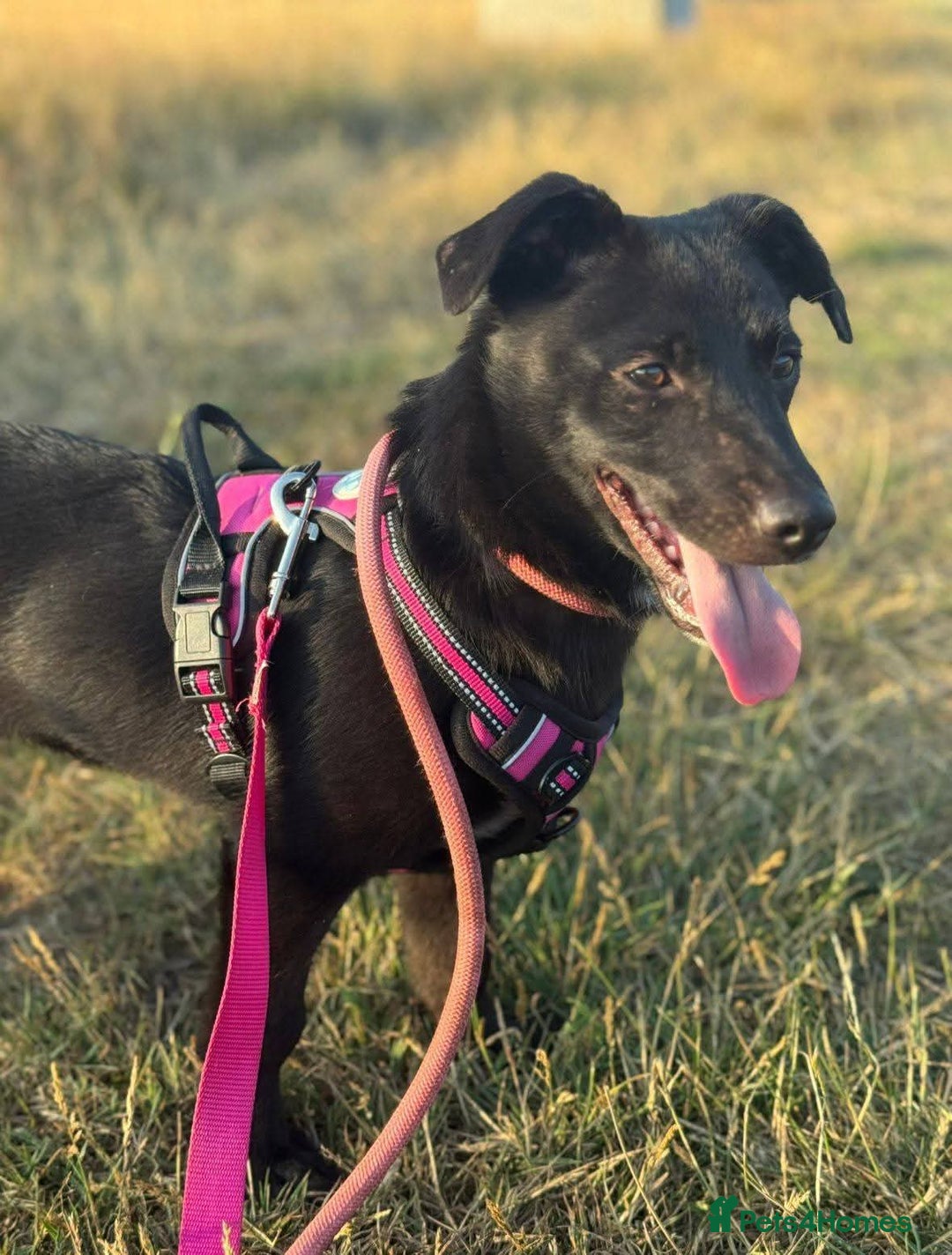 Mixed Breed dogs for adoption: Meet Raegan,  currently residing in Surrey - Image 4