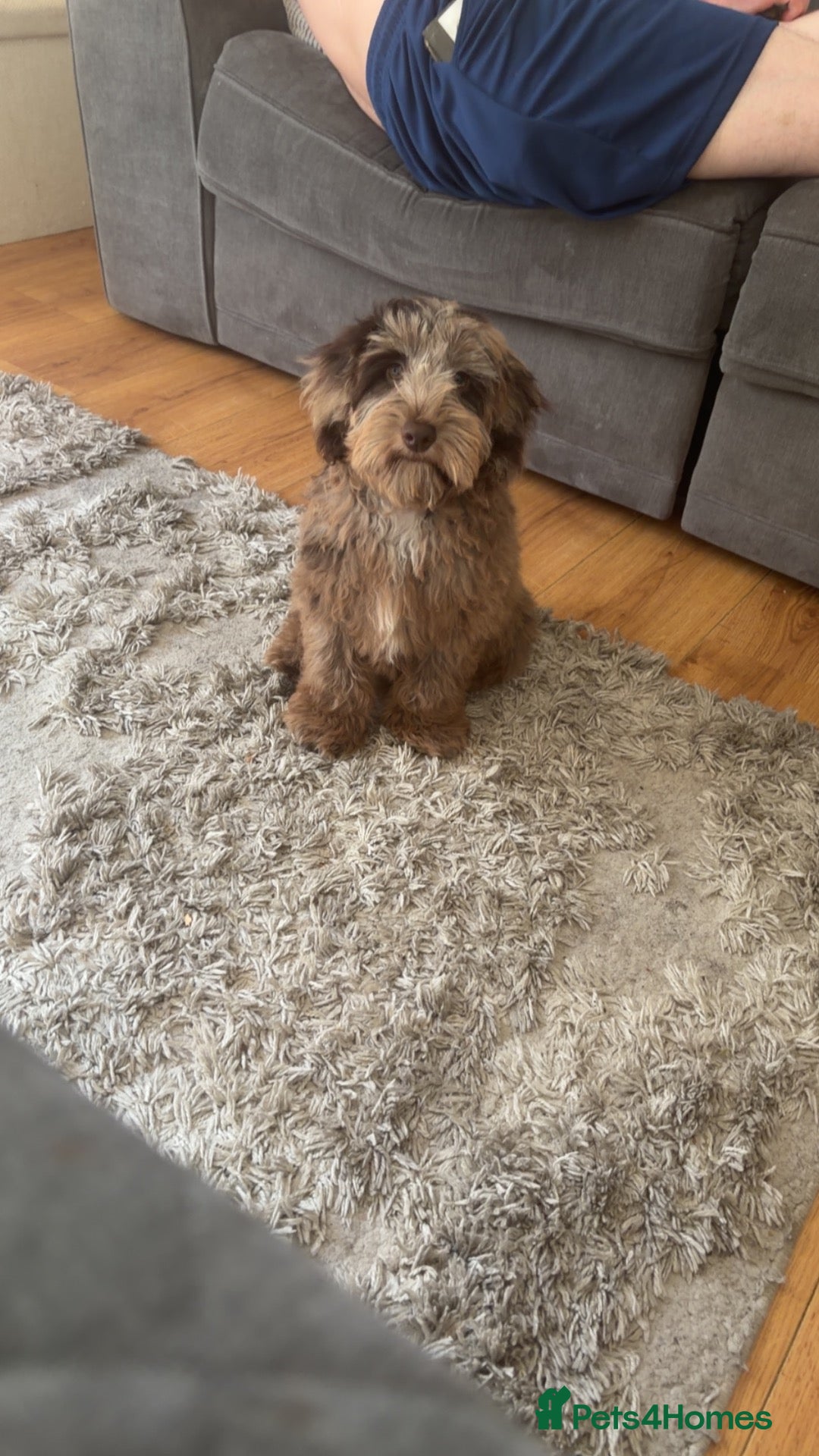 Cockapoo dogs for sale: Male F1 cockapoo  - Advert 9