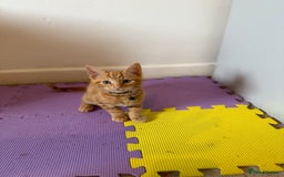 Domestic Shorthair cats for sale: 5 Kittens Looking For A Good Home - Image 21