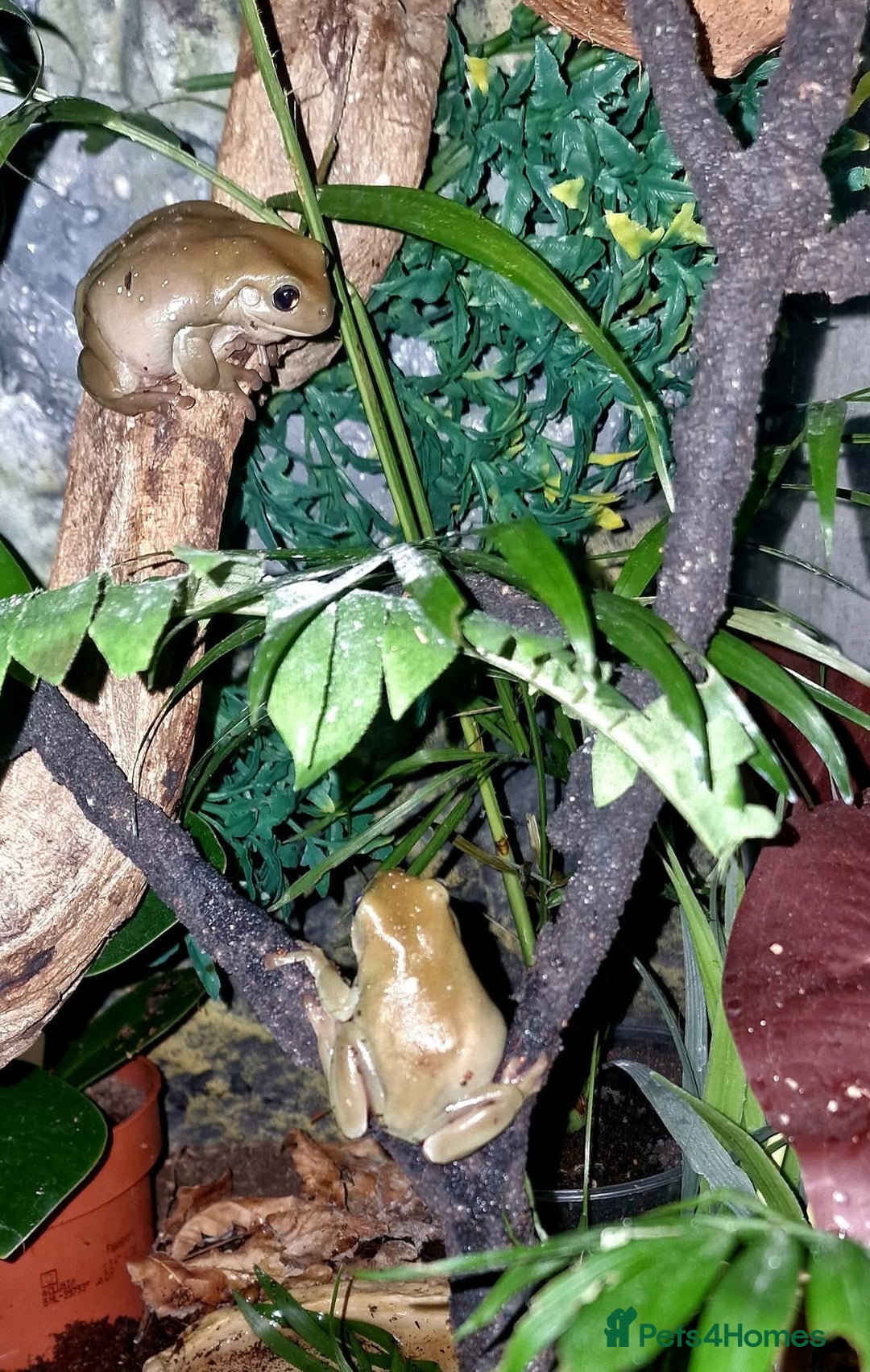 Frog reptiles for sale: Complete habitat with 2 adult White's tree frogs - Advert 9